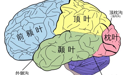 帕金森病人肺部感染症状表现-帕金森病人肺部感染症状网-分享帕金森病人肺部感染症状有哪些，帕金森病人肺部感染症状有哪些知识库